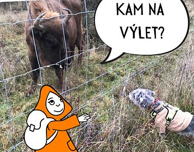 Výlet za zubry