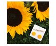259 3 flowerski sunflower