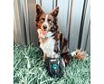  Lékárnička pro pejsky SURVIVAL First Aid Kit - Pet 5